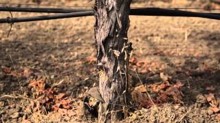 Old Vine Cabernet Sauvignon Yountville Selection Grgich Hills Estate [upl. by Greenstein]