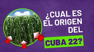 🌱 El pasto de corte Cuba 22 y su origen  🌿 Un forraje ideal [upl. by Sualakcin535]