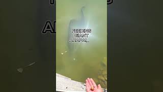 Feeding Giant Arapaima 😱 Subscribe for more fishing content [upl. by Eceined]