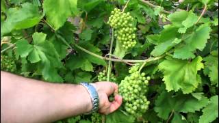 How to Grow Backyard Grapes [upl. by Maer]