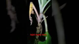 Jejak hantu tiren orang yang mati kemaren [upl. by Bedelia]