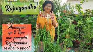 RAJNIGANDHA TUBEROSE Plant Growth Care and Propagation  2 IMPORTANT TIPS  Meri Bagiya Mera Pyaar [upl. by Hollie796]