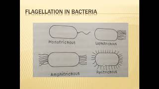 FUNDAMENTALS OF PLANT PATHOLOGY Classification of Bacteria Part1 [upl. by Hagen]