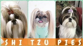 Top dobrze 🐶 fryzury psów shih tzu [upl. by Ahtnicaj]