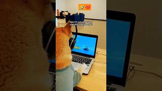 The 2 dictating my action dog shiba motivation study pets dogeduet 4kmeme funny animation [upl. by Neirad]