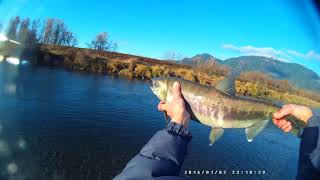 Vedder River Salmon Fishing Chilliwack River Salmon Fishing November 10 2017 [upl. by Joel]