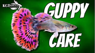 Guppy Fish Care 10 Things You Should Know About Guppies Great Beginner Fish [upl. by Ewan]