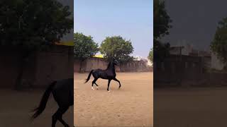 Stallion Parsen Ownar parikshit singh Rathore [upl. by Lledualc]