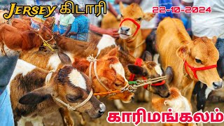 karimangalam cow market Biggest Jersey cow market Dharmapuri district [upl. by Eisnil650]