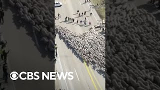 1500 sheep herded across closed Idaho highway to their summer grazing territory shorts [upl. by Ihcelek779]