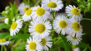 Timelapse Annual fleabane blooming 4K 개망초 꽃열림 [upl. by Sivie453]