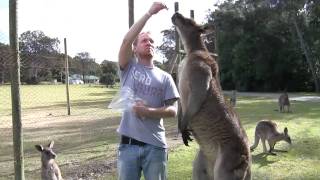 brian feeding a massive kangaroo [upl. by Atneciv]