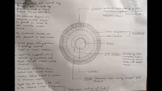 Transverse Section of gut  Alimentary canal  4 layers  Digestion and Absorption [upl. by Tersina522]