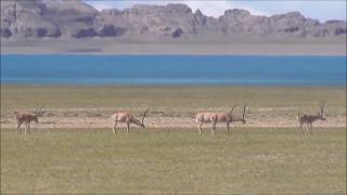 Puppet resting behavior in the Tibetan antelope Pantholops hodgsonii [upl. by Lewendal1]