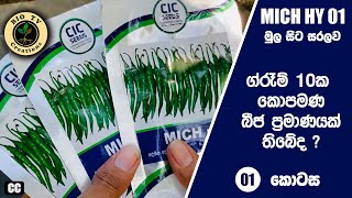 MICH HY 01 මිරිස් වගාව මුලසිට withCC තවන් සැකසීම miris wagawa mulasita How many seeds in chili 10g [upl. by Sanalda]