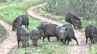 South Texas Javelina  South Texas Hunting Outfitters [upl. by Ilarrold]