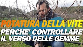 POTATURA DELLA VITE EP14 Controllare la posizione delle gemme [upl. by Ertnod]