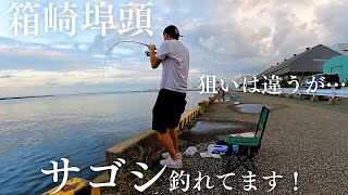 【福岡釣り】箱崎埠頭でサゴシ釣れてます！ってよ！ [upl. by Airamahs]