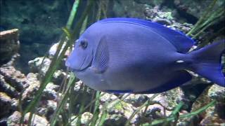 Acanthurus coeruleus  Bloch amp Schneider 1801  acanthuridae  Chirurgien bleu  Paris  032015 [upl. by Irvin]