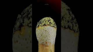 A match stick 360 slow motion up close urday satisfying macro [upl. by Tegan276]