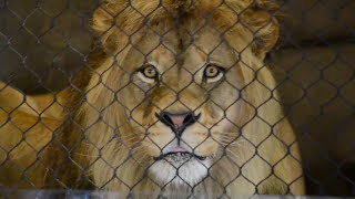 HUGE Male Lion Shocks Audience with Display  Oregon Zoo [upl. by Funda]