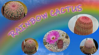 Rainbow Cactus  Echinocereus rigidissimus  Cacti care [upl. by Susie]