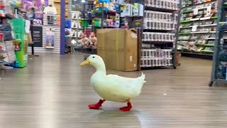 I took my duck to GameStop [upl. by Calderon407]