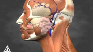 Sialorrhea Injection Site Identification  3D Medical Animation [upl. by Karlene26]