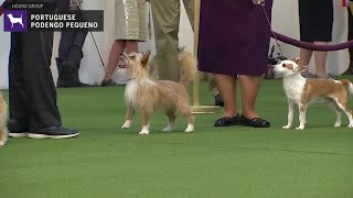 Portuguese Podengo Pequeno  Breed Judging 2020 [upl. by Larue405]