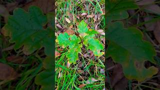 English Oak Quercus robur sapling under Scots Pine Pinus sylvestris Northern Ireland 08112024 [upl. by Yelsha]