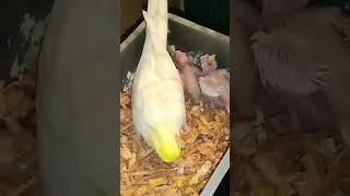 Alhamdullilah kokatel Bird birdlover trending viralvideo youtubeshorts subscribe shortvide [upl. by Ardnassela]