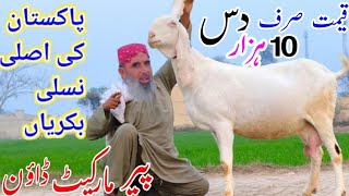 28 tarikh 2024  Biggest Quality World Record  34 Bache 89 Liter Dudh  asadandbabaazizgoatfarm [upl. by Eille]