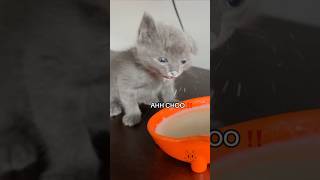 Noodles 🍜 learning to eat on his own 🥛😸 orphankitten babykitten rescuekitten [upl. by Norrabal]