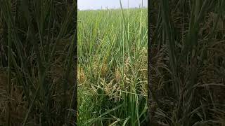 Hybrid Rice cropyoutubeshorts agriculture [upl. by Akinas911]