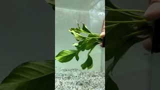 🚨NEW ANUBIAS🚨ANUBIAS HETEROPHYLLA Aquarium Plant For Sale [upl. by Soinski]