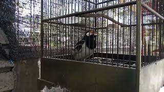 jalak suren gacor  jinak total burung gacor [upl. by Walter]