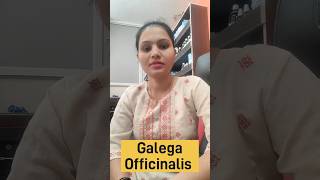 Galega Officinalis homeopathic medicine benefits uses and Side effects in Hindi [upl. by Dnalor]