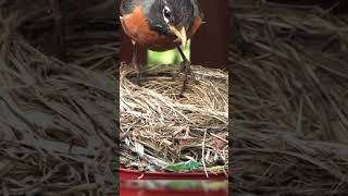 10 Fun Facts About Robins 🐦 Discover the RedBreasted Singersbirdsnatureanimals factspetviral [upl. by Stephenson914]