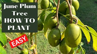 June Plum Tree How to Plant [upl. by Enahpets]