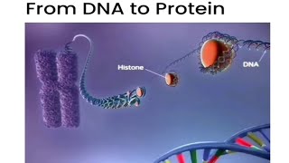 The process of protein synthesis from DNA segments genes Transcription and Translation [upl. by Moneta]