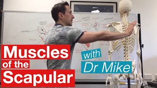 Muscles of the Scapula  Musculoskeletal Anatomy [upl. by Christean]