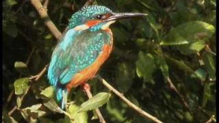 Martinpêcheur dEurope  Common Kingfisher  Alcedo athis [upl. by Romie297]