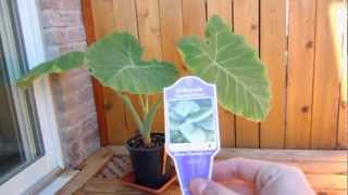 Colocasia Gigantea quotThailand Giantquot [upl. by Bernete]