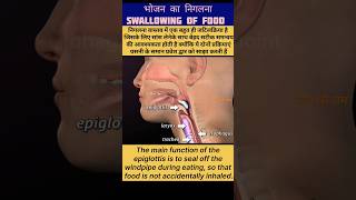 swallowing process animationswallowing epiglottisखाना कैसे निगलते है shorts viral trending how [upl. by Dinan]