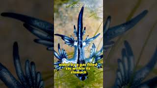 The Real Life Sea Dragon  Glaucus Atlanticus [upl. by Aneeroc]