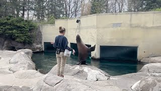 Training Session with Gunnison the Sea Lion [upl. by Ji]