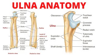 Ulna Anatomy [upl. by Etnahs151]