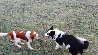 Kooikerhondje is running with Border Collie [upl. by Julissa]