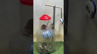 Best home mouse trapmouse trap tips from plastic ball [upl. by Lucretia]