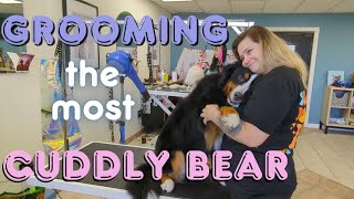 All Floof no Brains Bernese Mountain Dog Grooming [upl. by Darren]